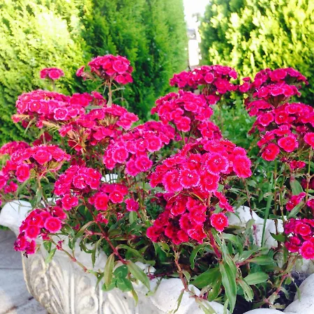 Fari Hotel Golem (Tirana)